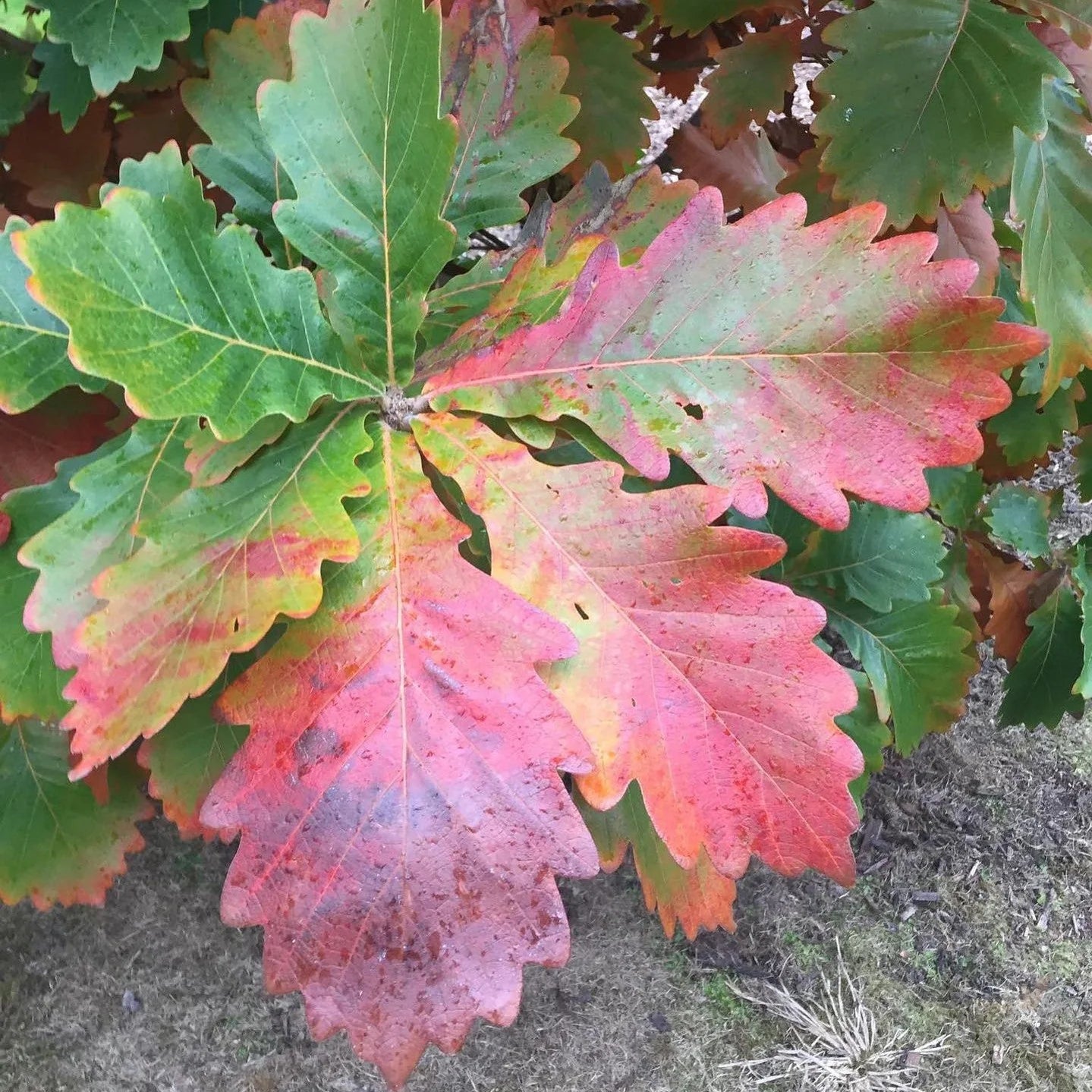 Daimyo Oak (Quercus dentata)