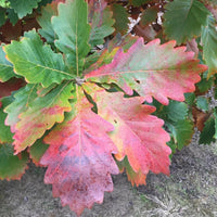Daimyo Oak (Quercus dentata)