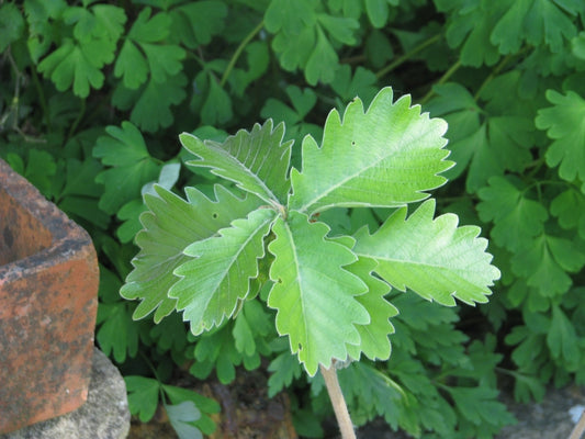 Daimyo Oak (Quercus dentata)