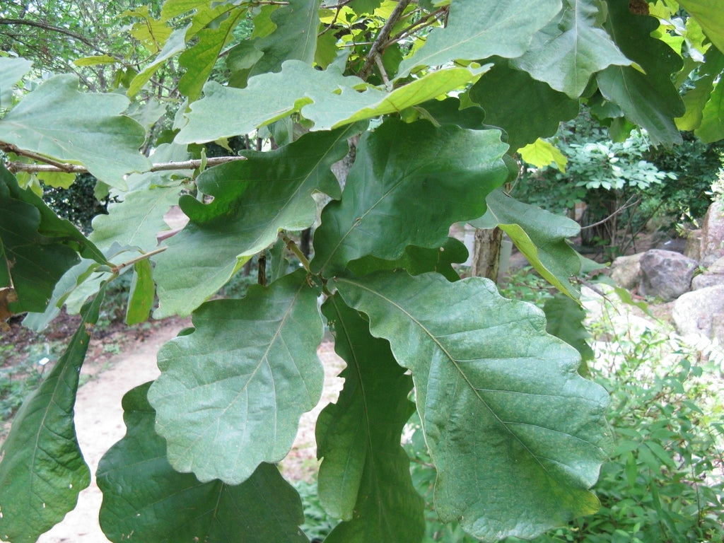 Daimyo Oak (Quercus dentata)