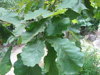 Daimyo Oak (Quercus dentata)