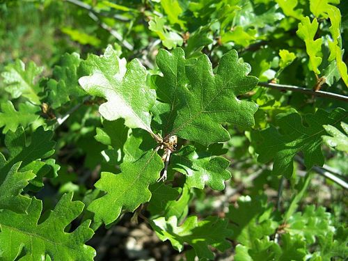 Valley Oak (Quercus lobata)