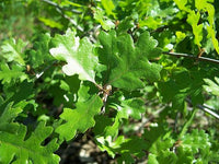 Valley Oak (Quercus lobata)