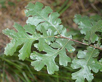 Valley Oak (Quercus lobata) - Ladybird Nursery