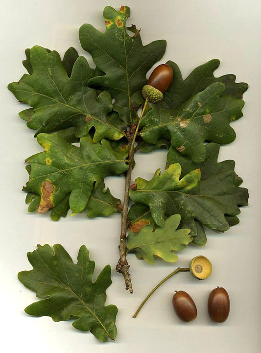 English Oak (Quercus robur)