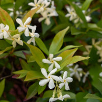Star Jasmine Tripods (Trachelospermum jasminoides)