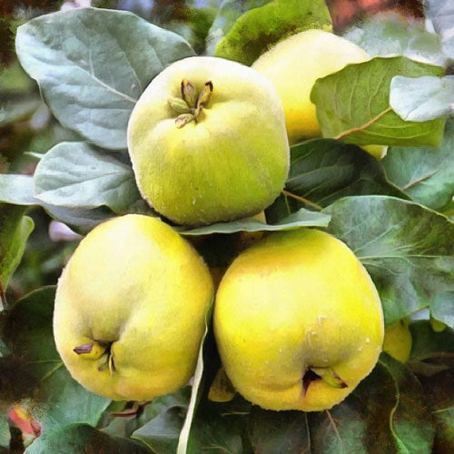 Quince 'Pineapple' Large