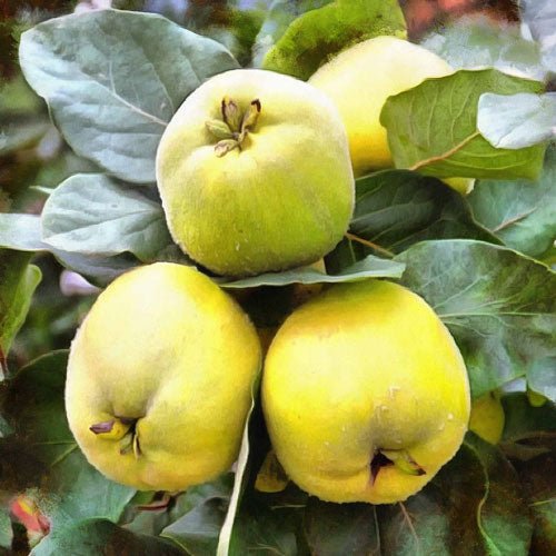 Quince 'Pineapple' Large - Ladybird Nursery