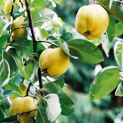 Quince Smyrna (Advanced size)