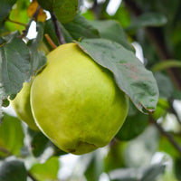 Quince Smyrna 250mm Pot (Advanced size) - Ladybird Nursery