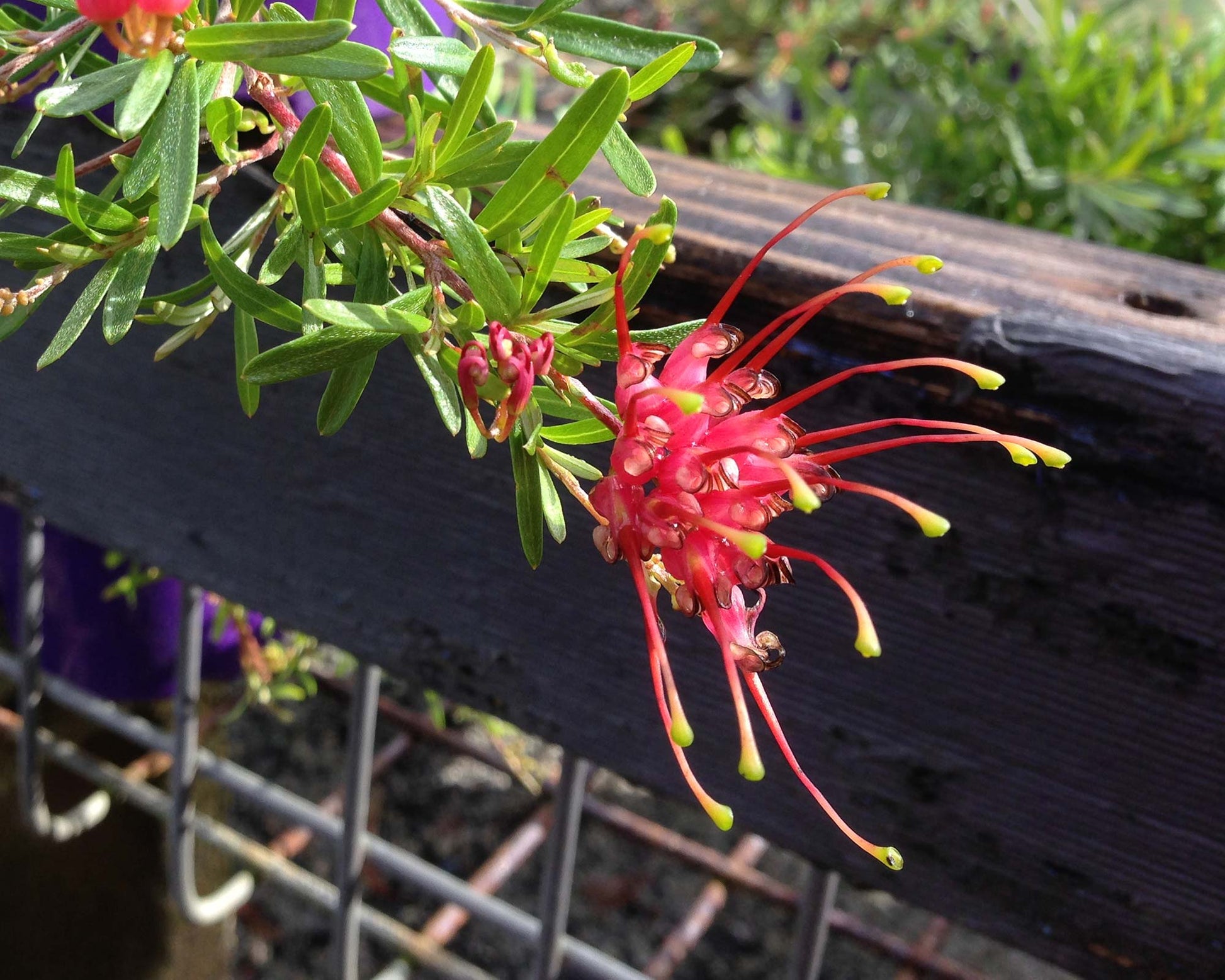 Grevillea 'Gin Gin Gem'