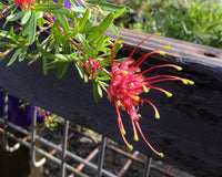 Grevillea 'Gin Gin Gem'