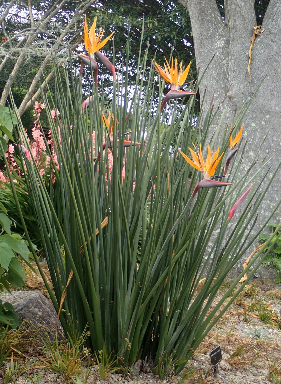 Bird of Paradise var. juncea (Strelitzia parvifolia)