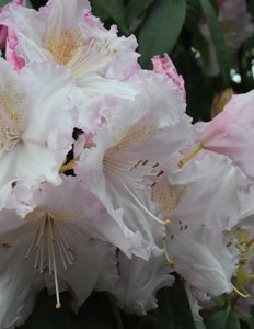 Rhododendron Jeanette Clarke