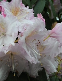 Rhododendron Jeanette Clarke
