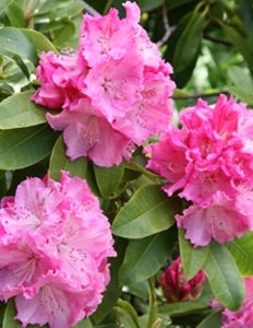 Rhododendron Trude Webster