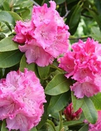 Rhododendron Trude Webster - Ladybird Nursery