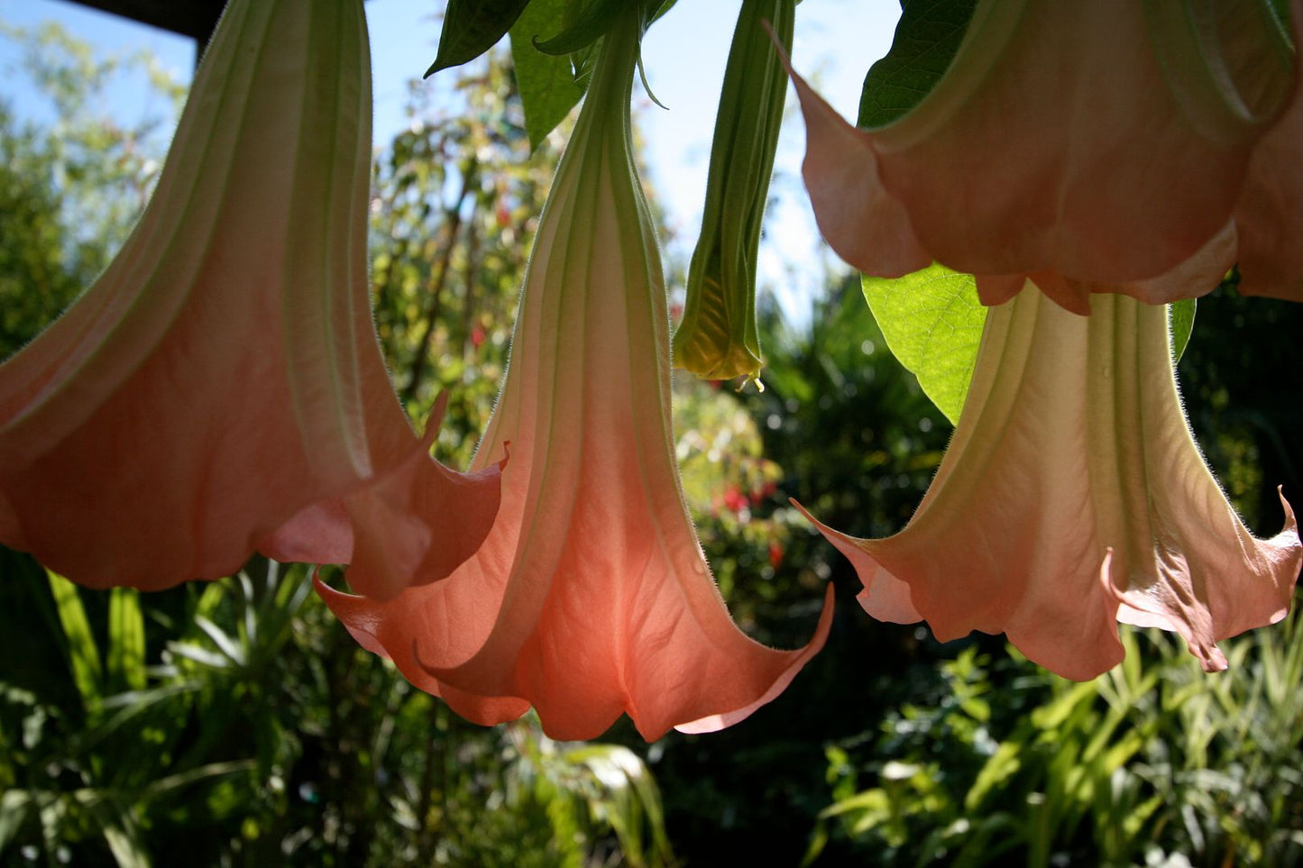 Angels Trumpet candida Frilly Pink (Brugmansia x)