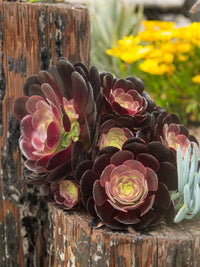 Hens and Chicks Knight (Echeveria Black) - Ladybird Nursery