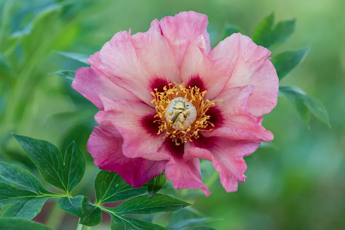Tree Peony Gauguin (Paeonis suffruiticosa) - Ladybird Nursery