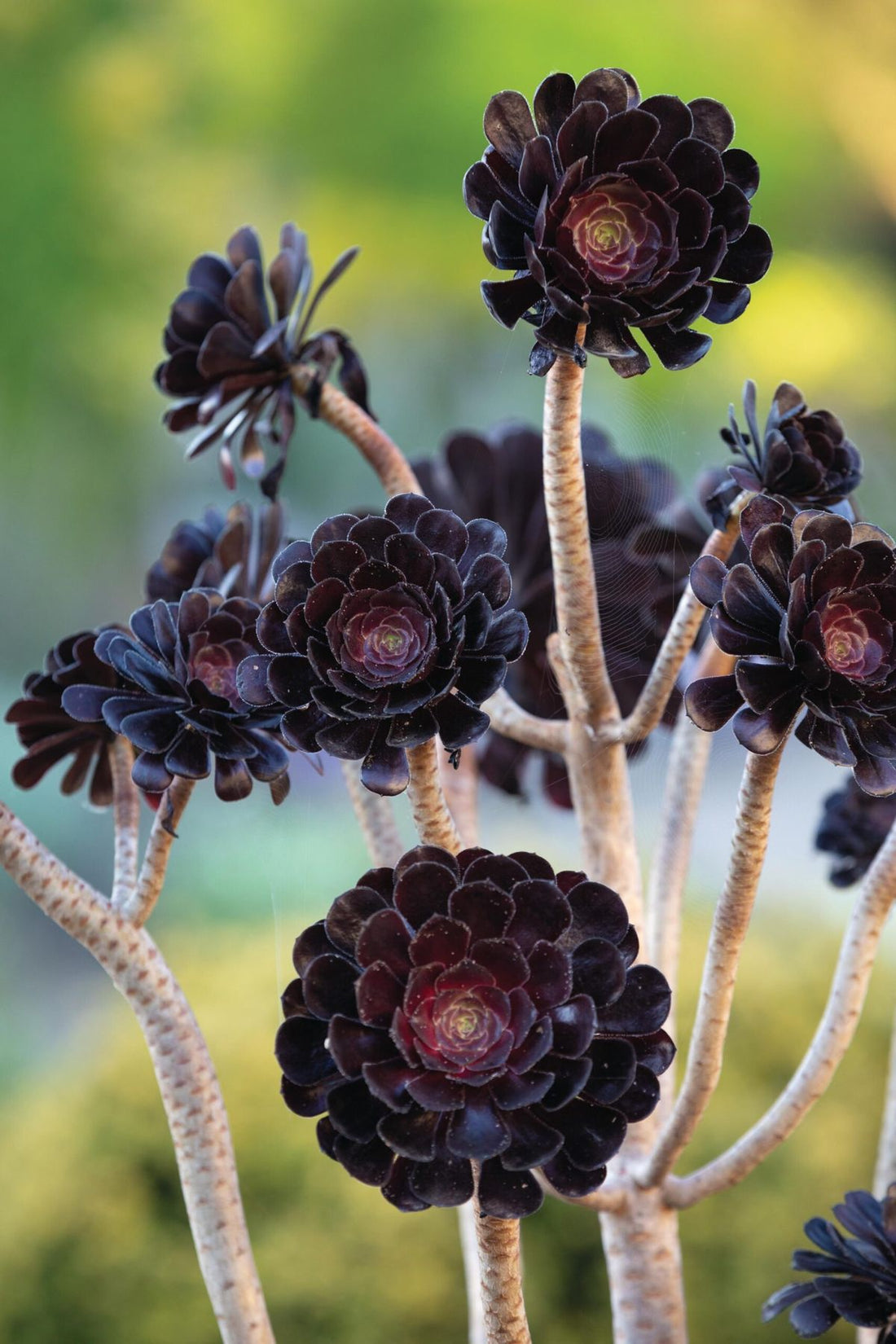 Tree Aeonium Green (Aeonium arboreum) - Ladybird Nursery