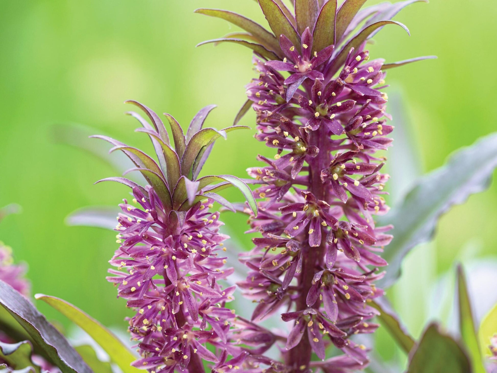 Dark Star Pineapple Lily (Eucomis zambesiaca)
