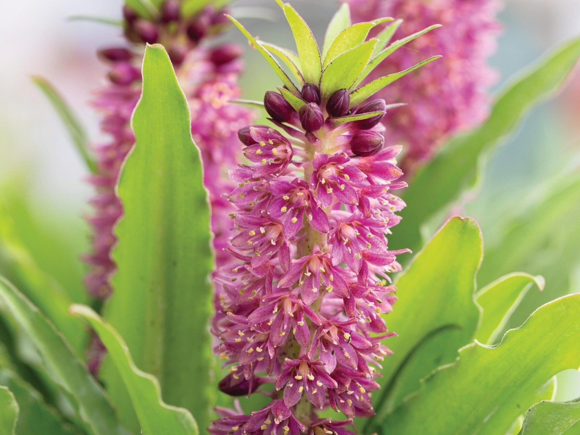 Dark Star Pineapple Lily (Eucomis zambesiaca) - Ladybird Nursery