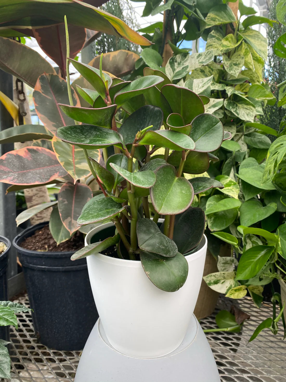 Baby Rubber Plant Red Edge (Peperomia obtusifolia)