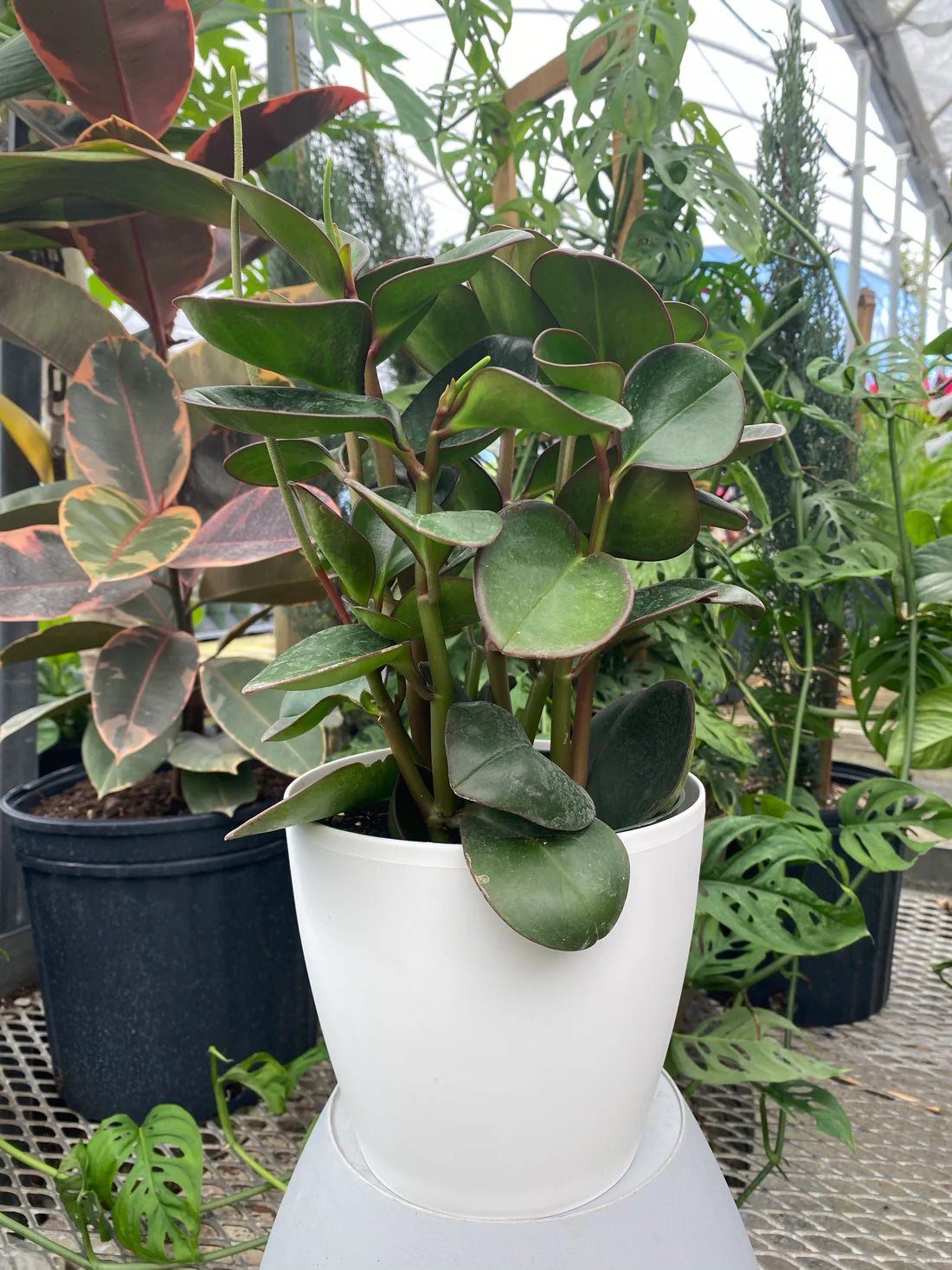 Baby Rubber Plant Red Edge (Peperomia obtusifolia) - Ladybird Nursery