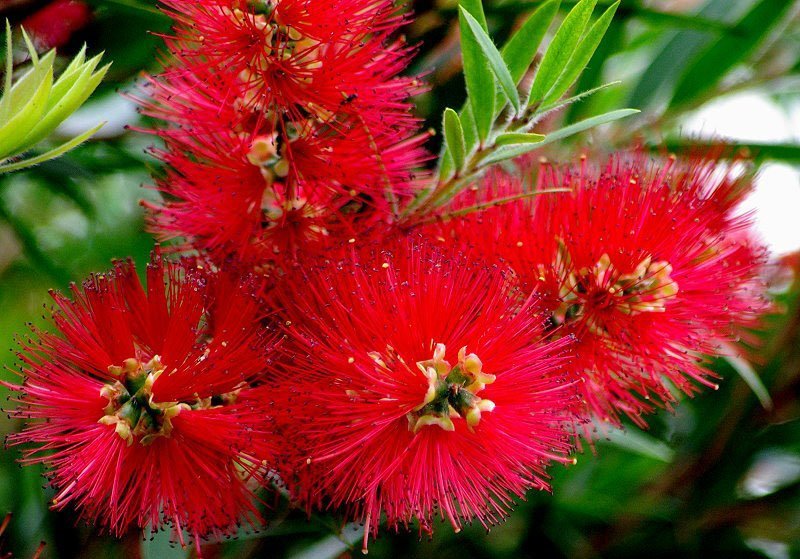 Bottlebrush Red Devil (Callistemon) - Ladybird Nursery