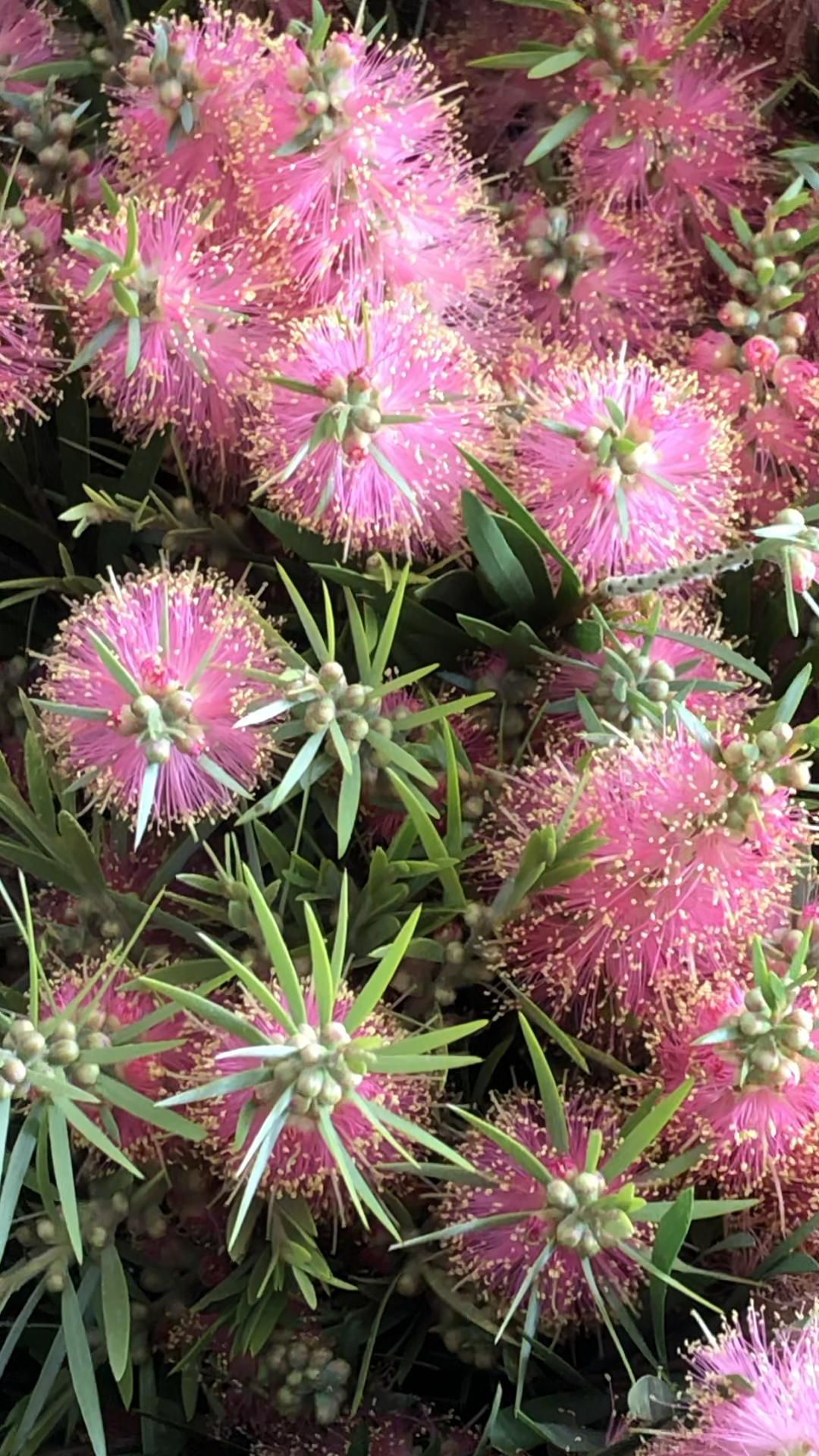 Bottlebrush Reeves Pink (Callistemon)