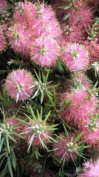 Bottlebrush Reeves Pink (Callistemon)