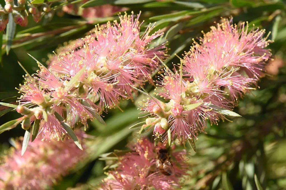 Bottlebrush Reeves Pink (Callistemon) - Ladybird Nursery