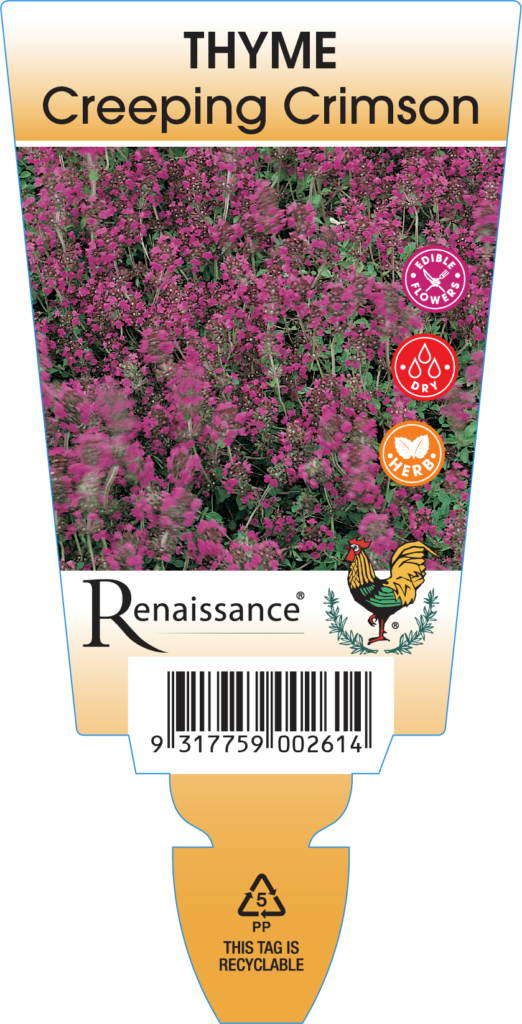 Creeping Crimson Thyme (Thymus serpyllum ‘Coccineus’)