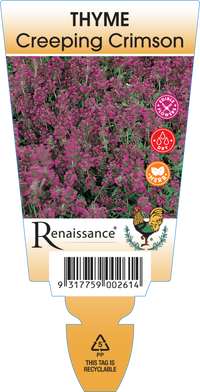 Creeping Crimson Thyme (Thymus serpyllum ‘Coccineus’)