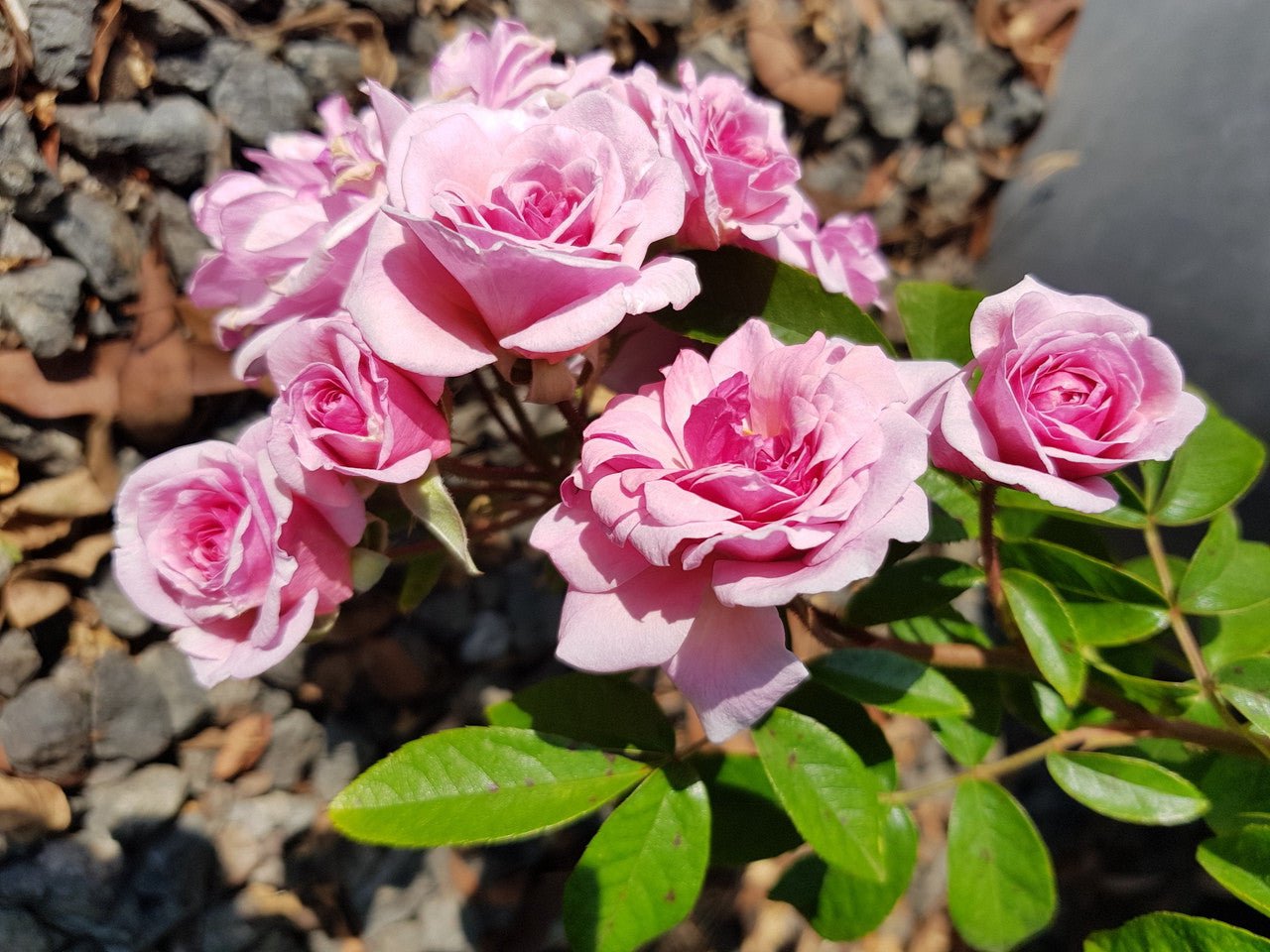Rose Renae (Rosa) - Ladybird Nursery