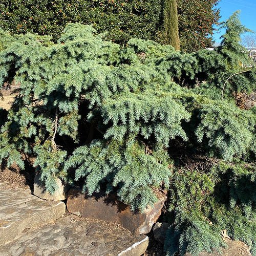 Deodar Cedar Forth Dwarf (Cedrus deodara) - Ladybird Nursery