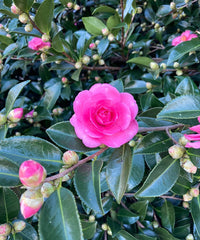 Sasanqua Camellia (Camellia sasanqua) - Ladybird Nursery