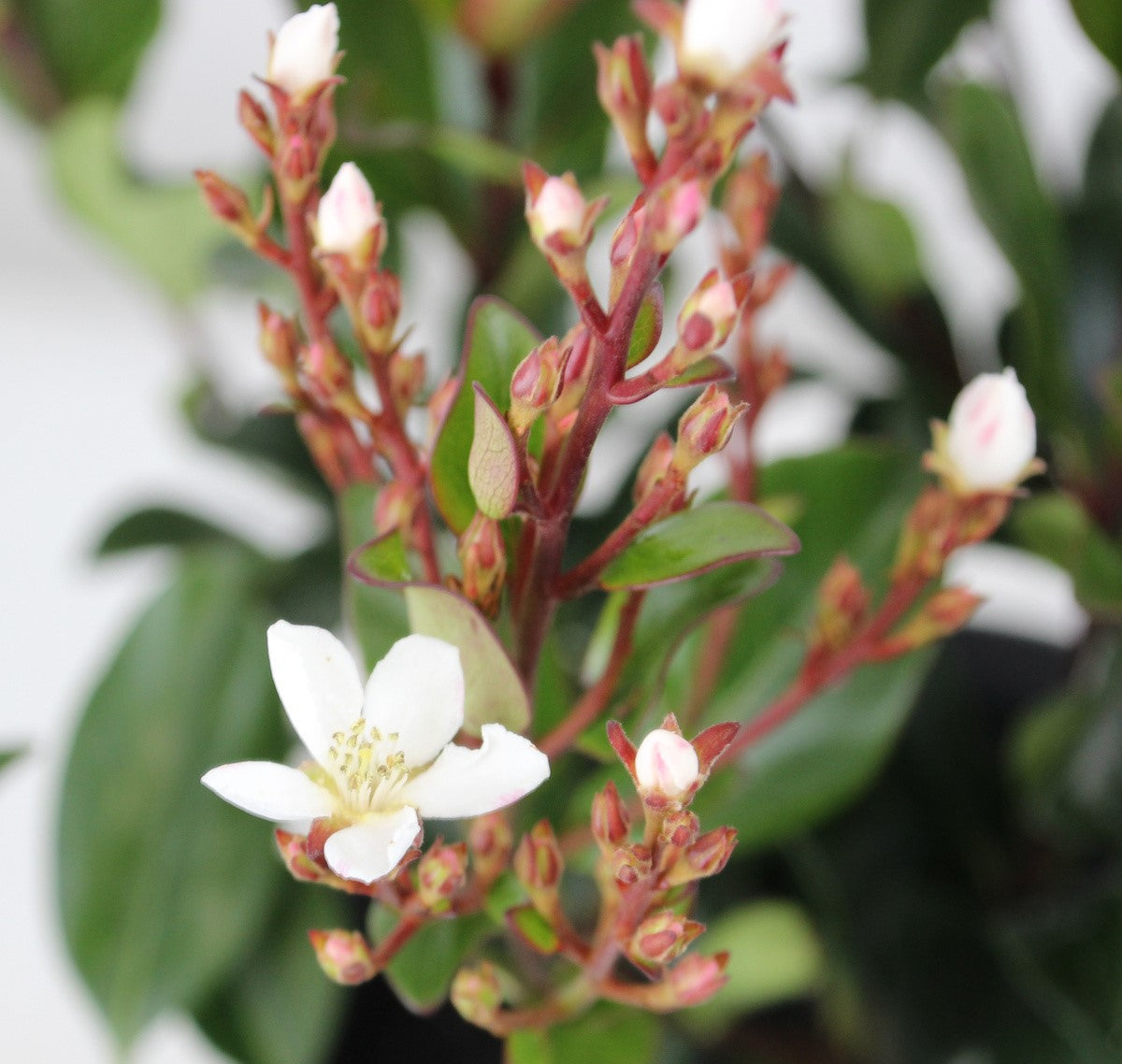 Rhaphiolepis Hot Tips