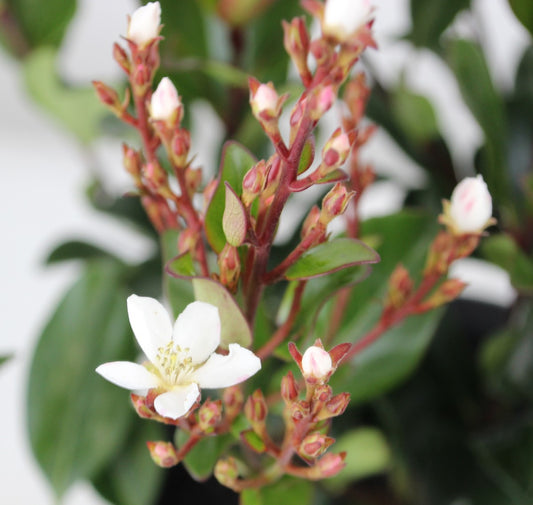 Rhaphiolepis Hot Tips