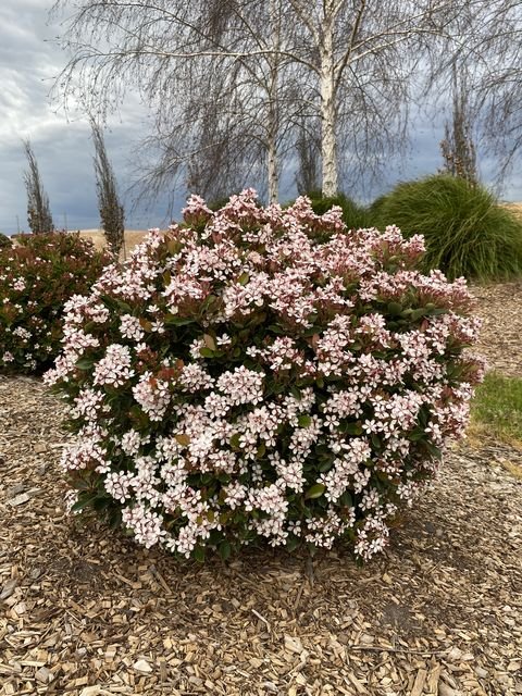 Rhaphiolepis Little Bliss - Ladybird Nursery