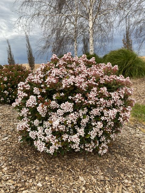 Rhaphiolepis Little Bliss