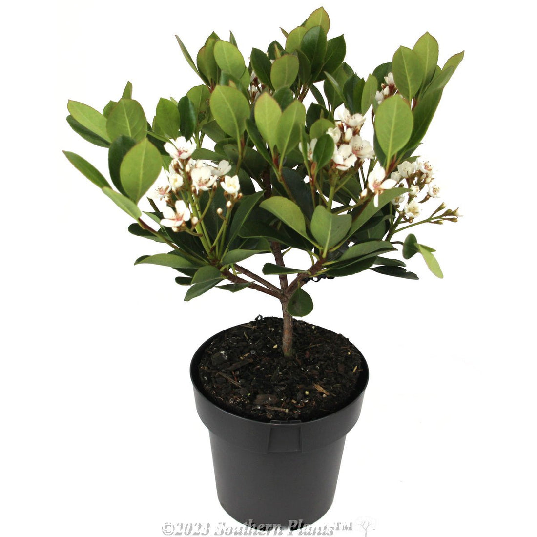 Rhaphiolepis indica Maximus - Ladybird Nursery