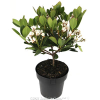 Rhaphiolepis indica Maximus