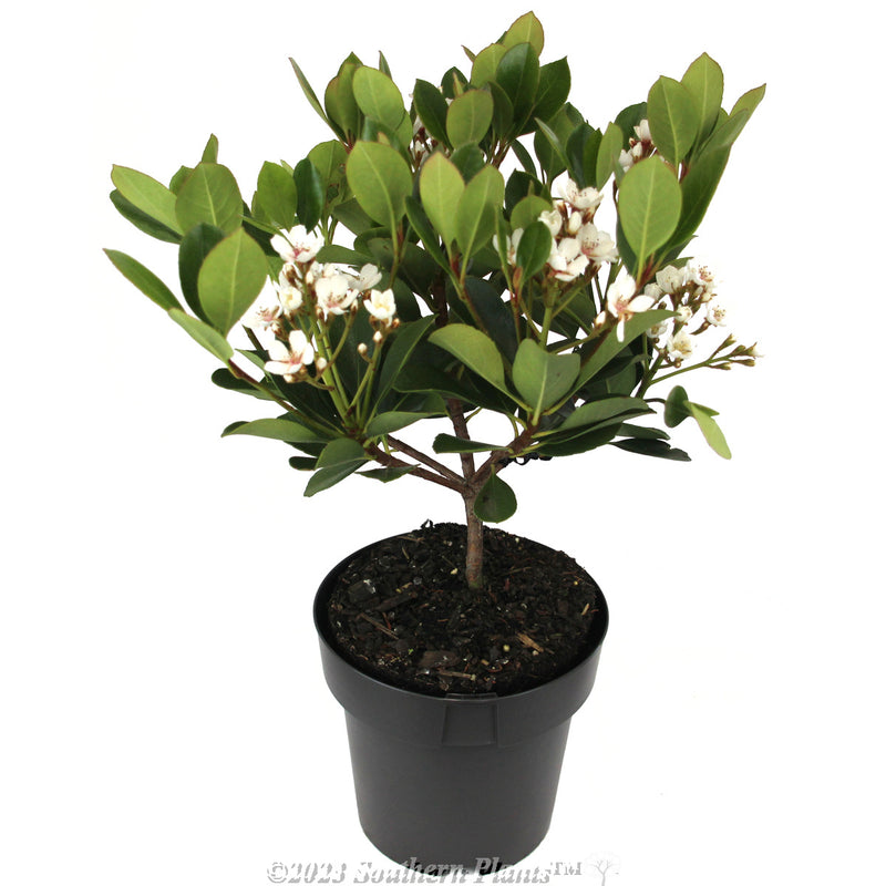 Rhaphiolepis indica Maximus