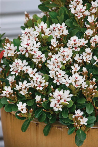 Rhaphiolepis indica Oriental Pearl