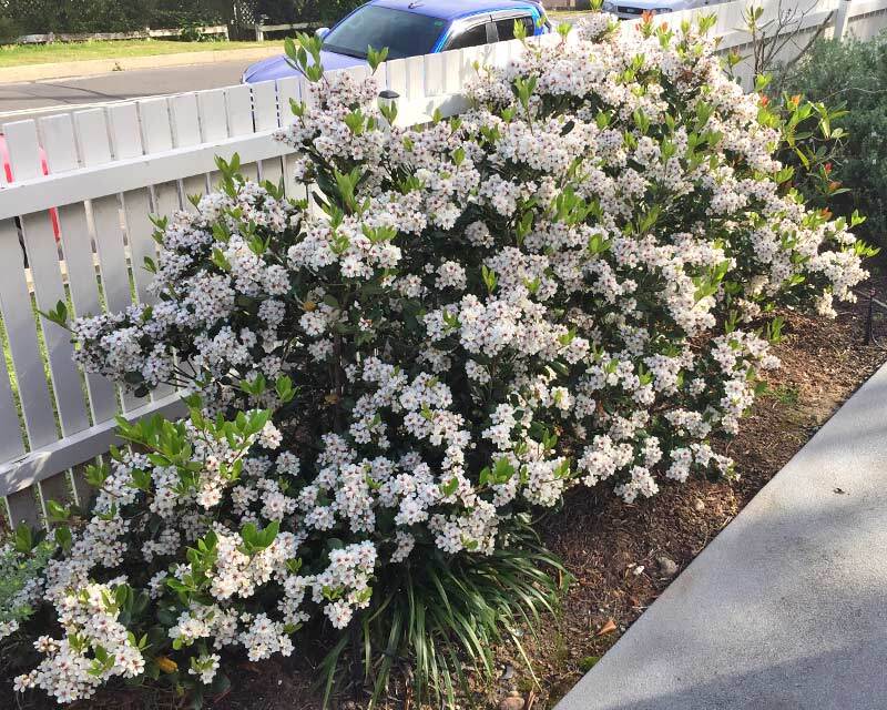 Rhaphiolepis indica 'Snow Maiden'