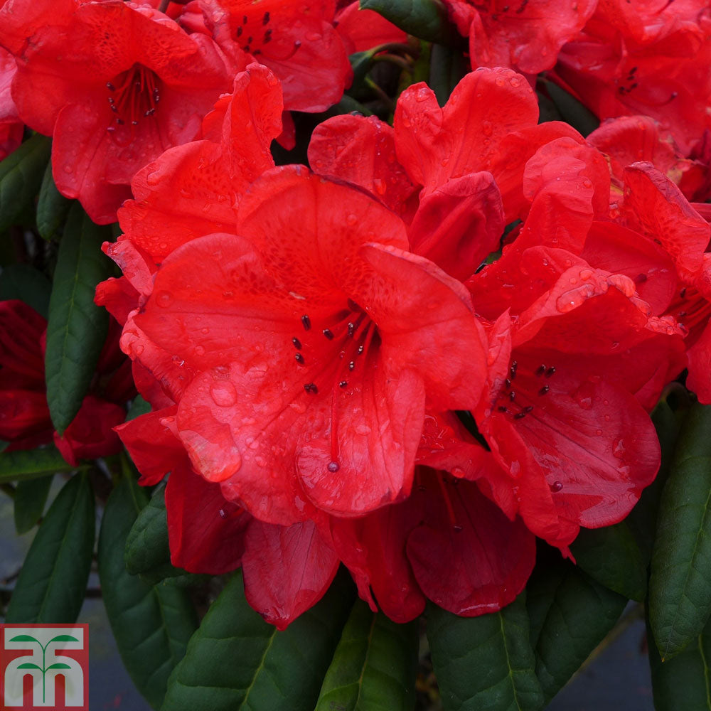 Rhododendron Elizabeth