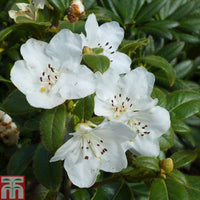 Rhododendron Snow Lady