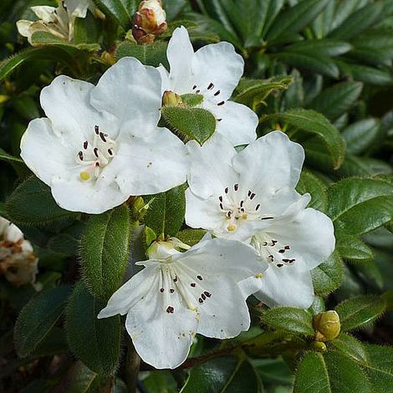 Rhododendron Lady Decies - Ladybird Nursery